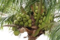 A close up brown coconut on the coconut tree Royalty Free Stock Photo