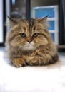 Close up a Brown color with black stripe Torbie, Tabby kitten cat crouching on floor, staring, watching over the camera,