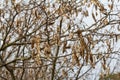 Close up of a brown color \'Robinia pseudoacacia\' seed pod against a bright nature background