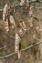 Close up of a brown color \'Robinia pseudoacacia\' seed pod against a bright nature background