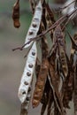 Close up of a brown color \'Robinia pseudoacacia\' seed pod against a bright nature background