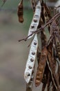 Close up of a brown color \'Robinia pseudoacacia\' seed pod against a bright nature background