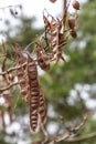 Close up of a brown color \'Robinia pseudoacacia\' seed pod against a bright nature background