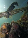 Close up of a Whites seahorse, sea horse Hippocampus Whitei clinging at the shark net of Watsons Bay aquatic pool