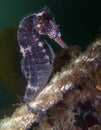 Close up of a Whites seahorse, sea horse Hippocampus Whitei clinging at the shark net of Watsons Bay aquatic pool