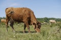 Close up of a brown cow. in the background a herd of cows grazes in the meadow. keeping cattle outdoors.