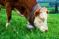 Close-up of brown cow with bell eating grass on pasture in Alps mountains, Switzerland. Green fresh grass in summer or Royalty Free Stock Photo