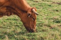 Close up of a brown cow eating green grass in the farm with big horns Royalty Free Stock Photo