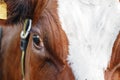 Close up of a brown cow& x27;s eye Royalty Free Stock Photo