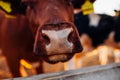 Close-up of brown cow`s nose on farm yard at sunset. Cattle walking outdoors in summer