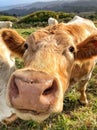 Close up of Brown Cow looking at camera Royalty Free Stock Photo