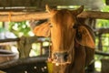 Close up brown cow standing in the stall Royalty Free Stock Photo