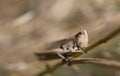 Close-up of a brown cricket hiding between dry branches. You can see the head and how the insect clings to the stalk Royalty Free Stock Photo