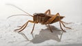 Close Up of a Brown Cricket on a White Background Royalty Free Stock Photo