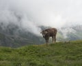 Close up of brown cute grazing cow at alpine meadow, pasture in Stubaital Valley. Summer. Tirol Alps, Austria Royalty Free Stock Photo