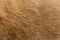 Close up Brown dog fur background Royalty Free Stock Photo