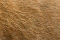 Close up Brown dog fur background Royalty Free Stock Photo