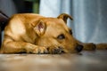 Brown dog lying on floor