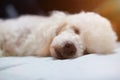 Close-up of brown dog nose Royalty Free Stock Photo