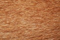 close up brown dog skin for texture Royalty Free Stock Photo