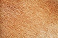 close up brown dog skin for texture Royalty Free Stock Photo