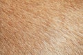 close up brown dog skin for texture Royalty Free Stock Photo