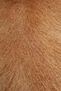 close up brown dog skin for texture Royalty Free Stock Photo
