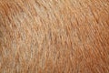 close up brown dog skin for texture Royalty Free Stock Photo