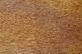 close up brown dog skin for texture and pattern Royalty Free Stock Photo