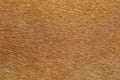 close up brown dog skin for texture and pattern Royalty Free Stock Photo