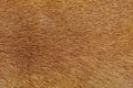 close up brown dog skin for texture and pattern Royalty Free Stock Photo