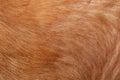 close up brown dog skin for texture and pattern Royalty Free Stock Photo