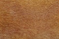 close up brown dog skin for texture and pattern Royalty Free Stock Photo