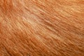 close up brown dog skin for texture and pattern Royalty Free Stock Photo