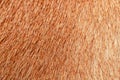 close up brown dog skin for texture and pattern Royalty Free Stock Photo