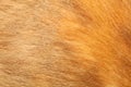 close up brown dog skin for texture and pattern Royalty Free Stock Photo