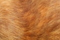 close up brown dog skin for texture and pattern Royalty Free Stock Photo