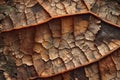 Close up of brown dry autumn leaf texture. Royalty Free Stock Photo