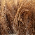 Close up of brown dry grass texture background,  Copy space for text Royalty Free Stock Photo