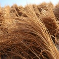 Close up of brown dry grass texture background, shallow depth of field Royalty Free Stock Photo