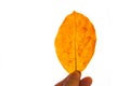 Close up brown dry leaf in woman hand isolated on white background. Royalty Free Stock Photo