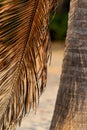 Close-up of a brown dry palm leaf and tree trunk on the background of the sandy shore. Abstract background Royalty Free Stock Photo