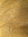 Close up of brown dry teak leaves