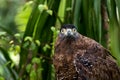 Close up of brown eagle grabbing on timer Royalty Free Stock Photo
