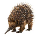 Close-up of a brown echidna with sharp spines Royalty Free Stock Photo