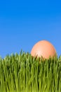 Close Up Of A Brown Egg In Green Grass