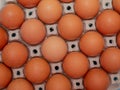 Close up on brown eggs in egg box Royalty Free Stock Photo