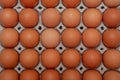 Close up on brown eggs in egg box Royalty Free Stock Photo