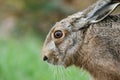 Close up of brown european hare Lepus europaeus hiding in vegetation and relying on camouflage - Concept of mimicry and wildlife Royalty Free Stock Photo