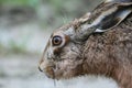 Close up of brown european hare Lepus europaeus hiding in vegetation and relying on camouflage - Concept of mimicry and wildlife Royalty Free Stock Photo